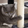 Miniatyrbild 7 av 7: Feandrea Cat Tree, Small Cat Condo 84 cm, Cat Tower, Smoky Grey