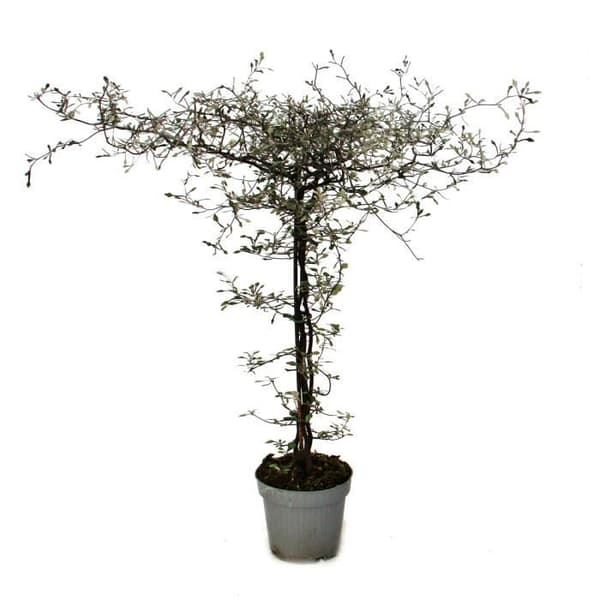 Corokia cottoneaster - sicksackbuske - strängträd