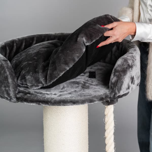 Chartreux Dark Grey