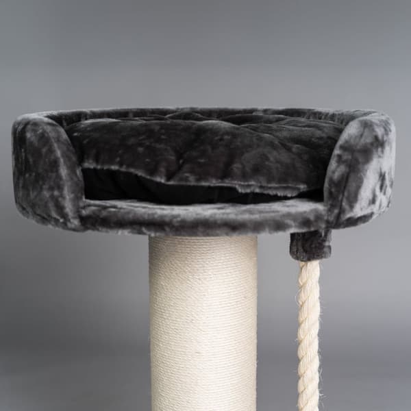 Chartreux Dark Grey