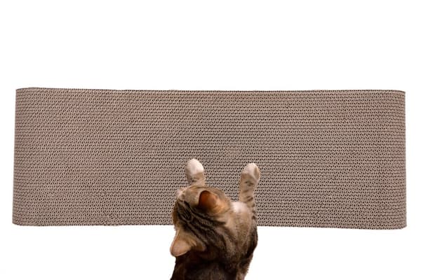 STOR PAPP KATTSKRADARE, skrapa säng, PAPP STOL