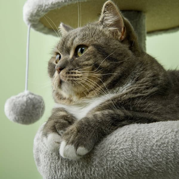 Rootz Cat -radutuspylväs - Moniaktiivisuuskeskus - Cat Tree - Viihdyttää ja suojaa huonekaluja - 65L x 30W x 104H CM