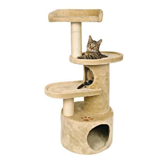 Kattens träd Oviedo