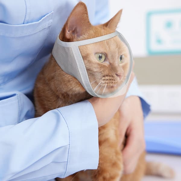INF Kattenekurv for trimming og behandling Hvit M