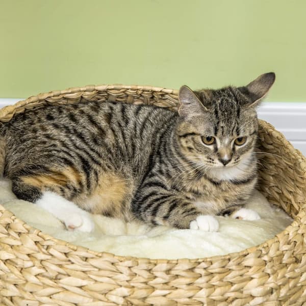Klätterträd för Katt 72 cm med Bäddar & Lekboll