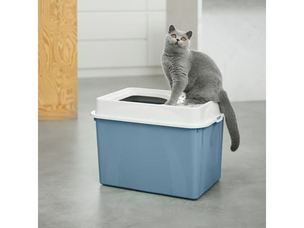 Rotho Berty, Katt, Åpen kattedo, Blå, Grønn, Spenne, 572 mm, 393 mm