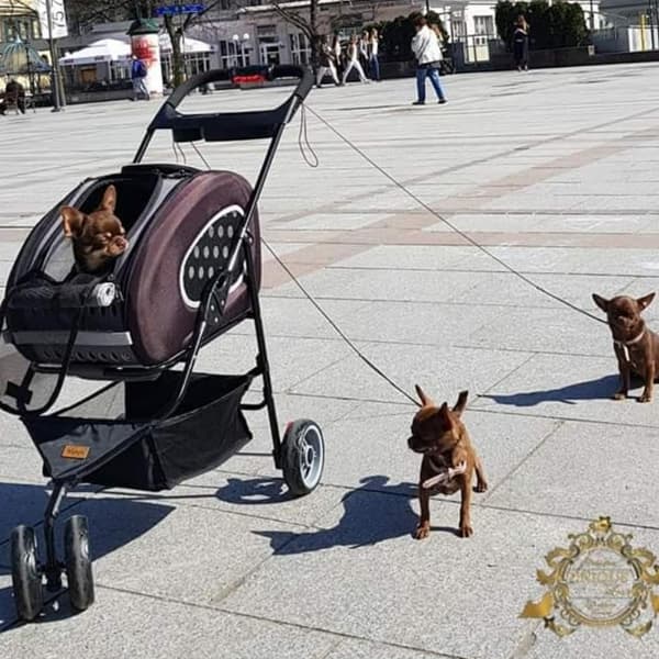 5-i-1 hund-/kattvagn med bärsele Välj färg: blå