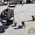 Miniatyrbild 3 av 11: 5-i-1 hund-/kattvagn med bärsele Välj färg: blå
