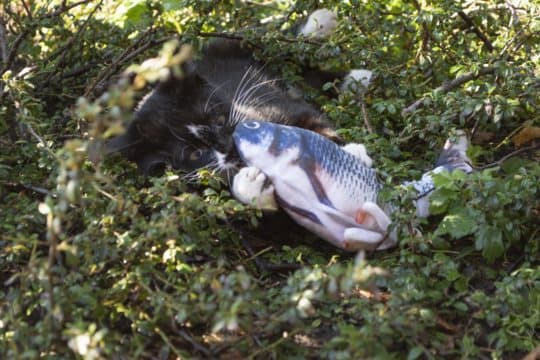 Robocat-lohi - Ensimmäinen lohi, joka todella herää eloon ja joka on lelu kissalle!