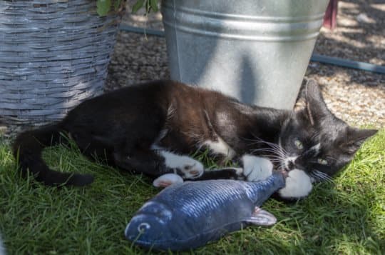 Robocat Carp - Ensimmäinen karppi, joka todella herää henkiin, ja myös kissan leluna!