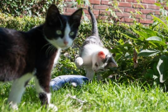 Robocat Carp - Ensimmäinen karppi, joka todella herää henkiin, ja myös kissan leluna!