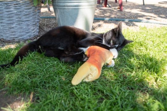 Robocat Carp - Ensimmäinen karppi, joka todella herää henkiin, ja myös kissan leluna!