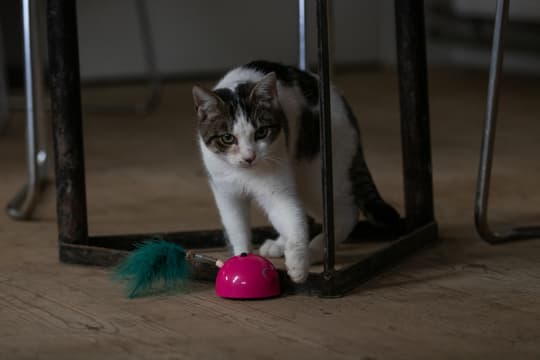 Robocat Grå mus - Musen bevæger sig, når en kat kommer tæt på!