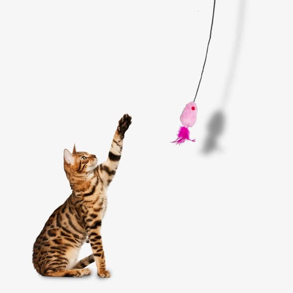 INF 2-pack interaktiv hängande leksak, musleksak för katt - hjälp din katt att förbruka energi