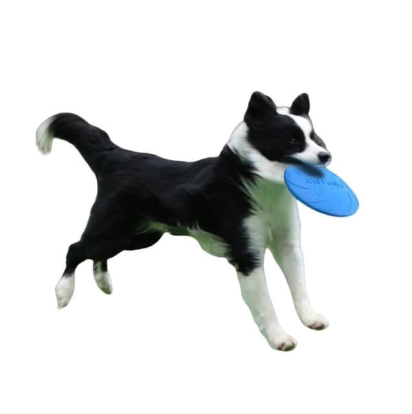 INF Flyvende Frisbee Til Hundetrening