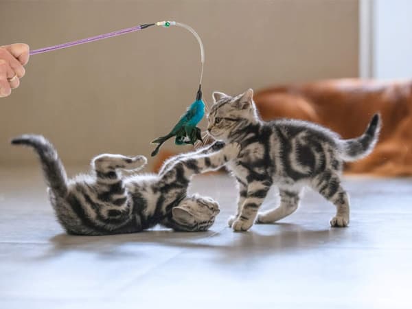 Kattleksak på Pinne - Fjäder & Bjällra - Leksak för Katt