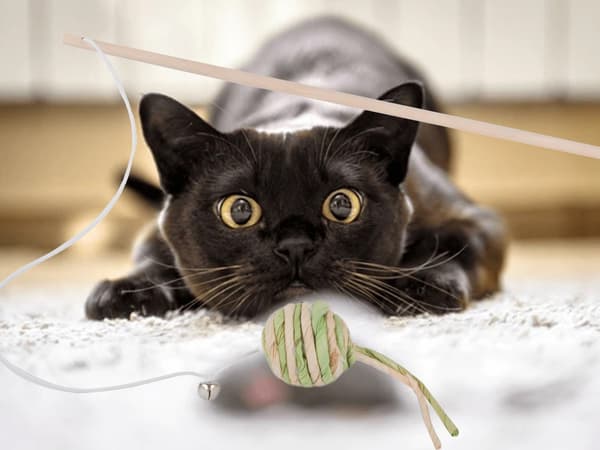 Katteleke på Pinne - Ball & Bjelle - Leke for Katter