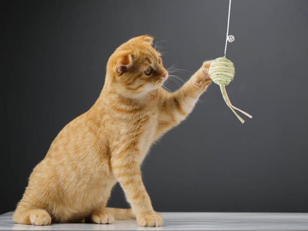 Katteleke på Pinne - Ball & Bjelle - Leke for Katter