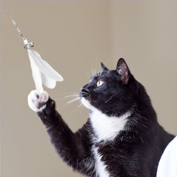 Wand - en leksak för en katt