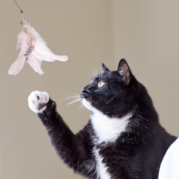 Fiskespö med sugkopp - en leksak för en katt