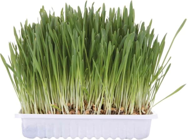 TRIXIE Kattegræspose 100 g 4236
