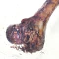 Miniatyrbild 2 av 3: PETMEX Skinkben - tuggben för hund - 1 st
