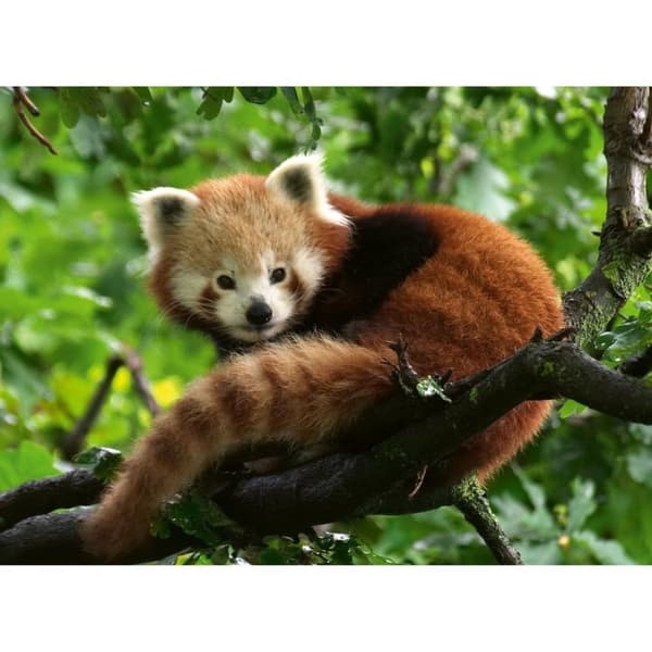 Ravensburger Puslespil Cute Red Panda 500 stykker