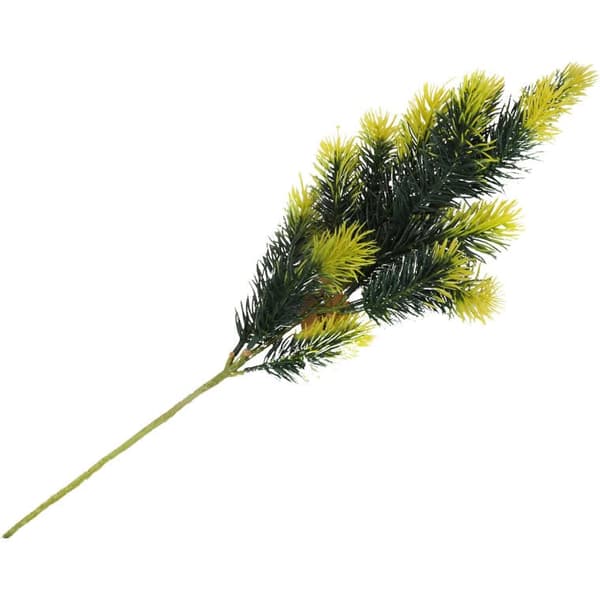 Skuggig grangren