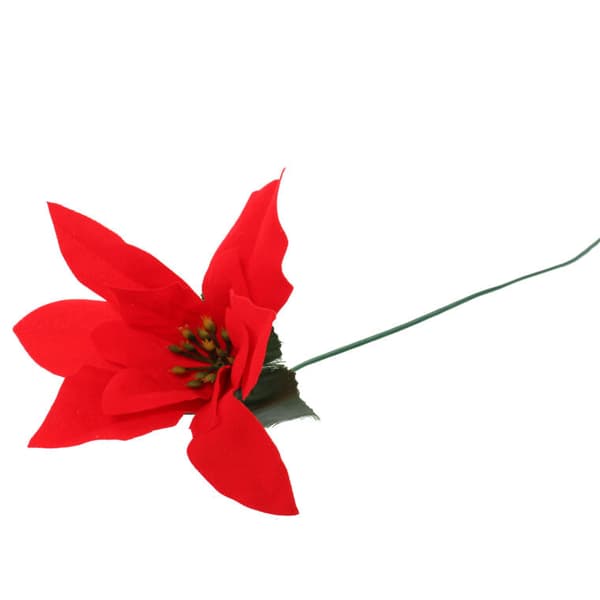 Enkeltblomst Bethlehemsstjerne julestjerne 30 cm