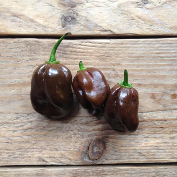 Chilipeppar Habanero Chocolate Piccolo