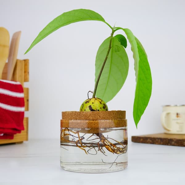 Odlingskit Avocado, Gift Republic Ltd.