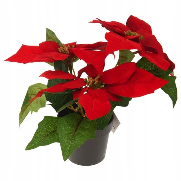 Julstjärna i en 24 cm kruka