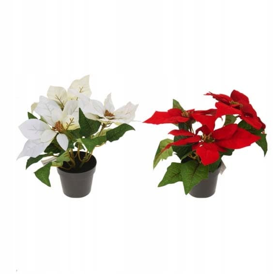 Julstjärna i en 24 cm kruka