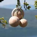 Pikkukuva 8 / 8: Yy Vertical Tarvikkeet Harjoitteluun Balls 10 Cm Kultainen