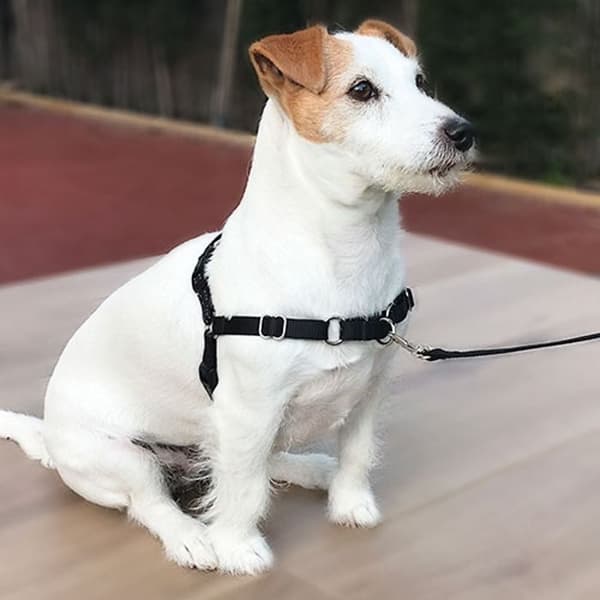 Harnais och rem Ibanez Dogway STOP-PULLING HARNESS OCH REM Ibanez Dogway STOP-PULLING HARNESS OCH REM Ibanez DOGWAY S SVART
