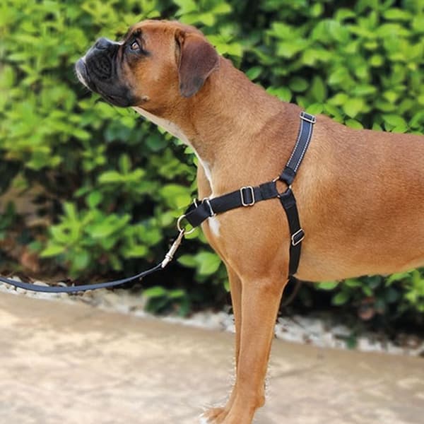Harnais och rem Ibanez Dogway STOP-PULLING HARNESS OCH REM Ibanez Dogway STOP-PULLING HARNESS OCH REM Ibanez DOGWAY S SVART