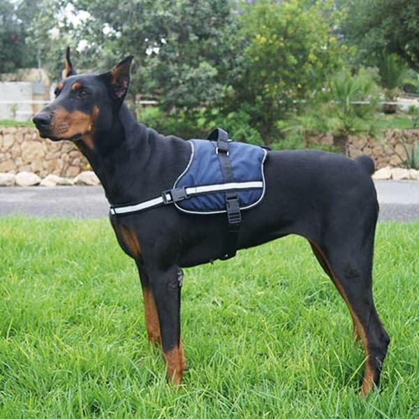 Aktiv sele BLUE HARNESS XL