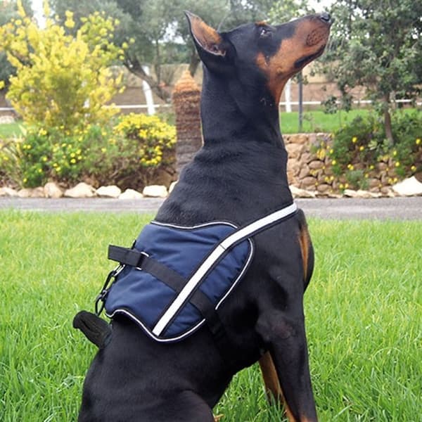 Aktiv sele BLUE HARNESS XL