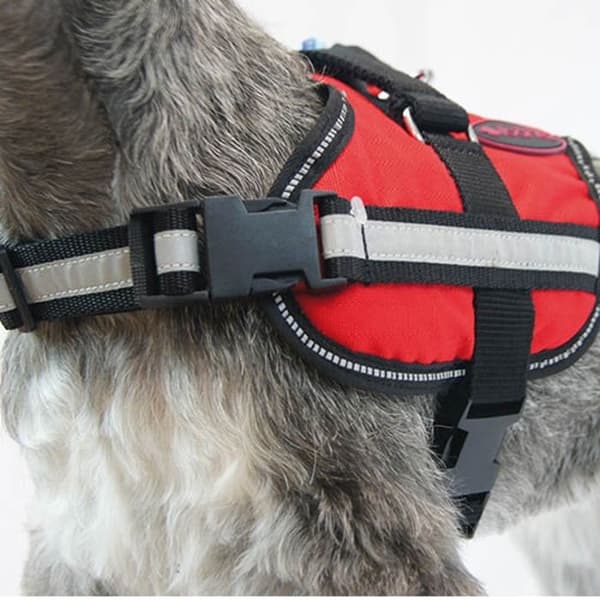 Aktiv sele BLUE HARNESS XL