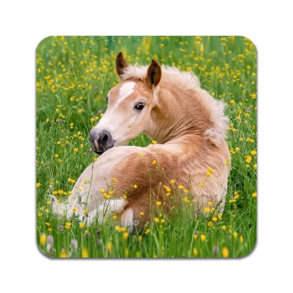 2 kpl Foal Lasinaluset