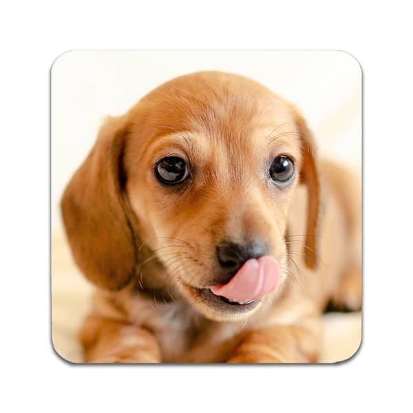 2 STK Dog Dachshund Coastere