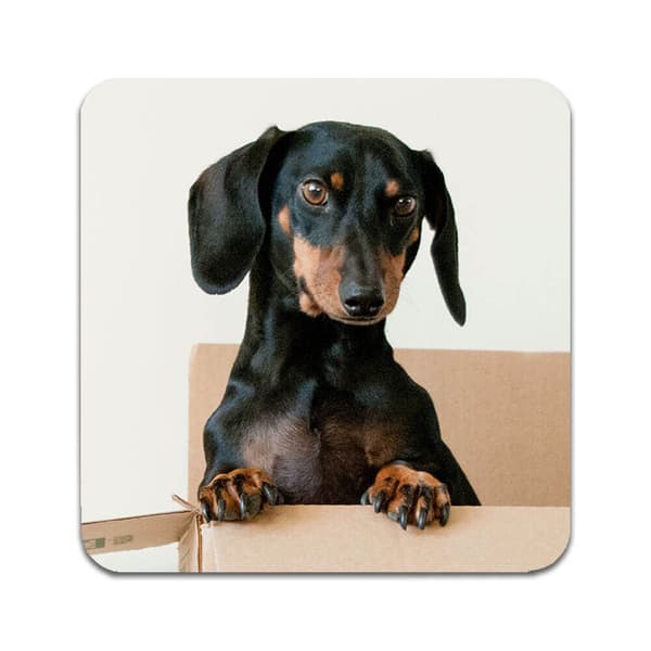 2 ST Hund Tax Underlägg