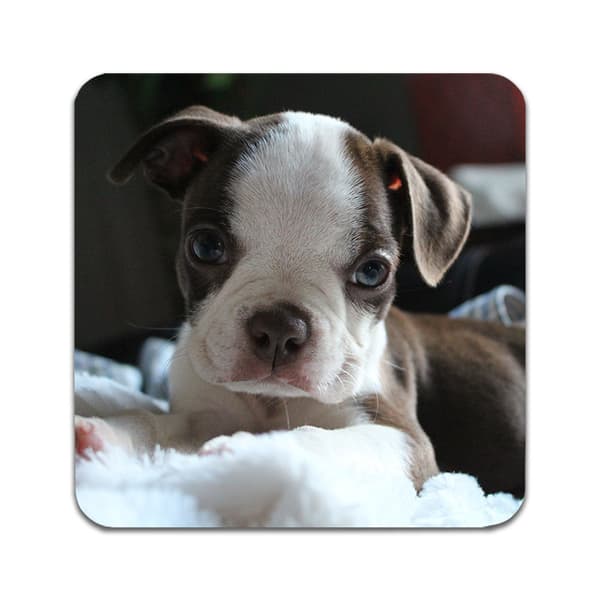 2 ST Hund Bostonterrier Underlägg