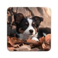 Miniatyrbild 2 av 3: 2 ST Hund Border Collie Underlägg