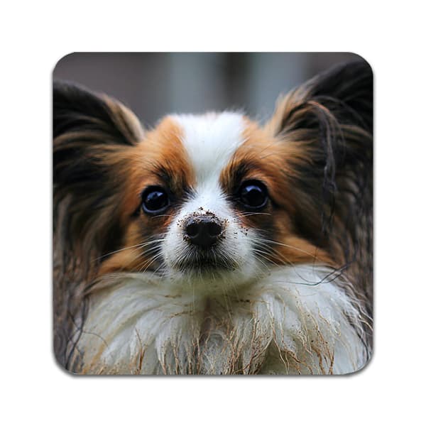 2 ST Hund Papillon Coaster