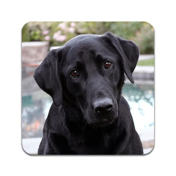 2 ST Hund Labrador Underlägg