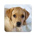 Miniatyrbilde 2 av 3: 2 ST Hund Labrador Valp Coaster