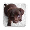 Miniatyrbilde 1 av 3: 2 ST Hund Labrador Valp Coaster