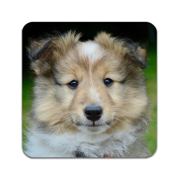 2 ST Shetland Sheepdog Underlägg
