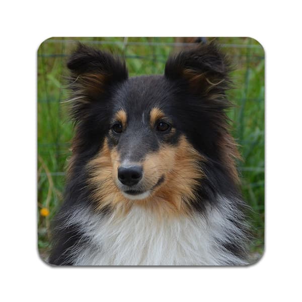 2 ST Shetland Sheepdog Underlägg
